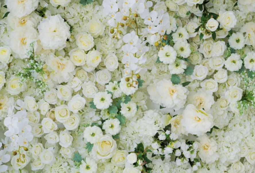 fotobudka pozadie biele ruze